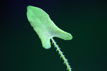 Chinese medicinal plant Polygonum scandens