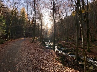Obraz premium path in the woods