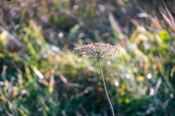 Wild carrot blossom in autumn on blurry background