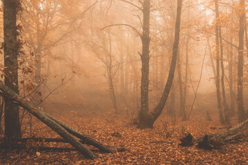 Landscape with fog in a chestnut forest near Montanchez. Extremadura. Spain.