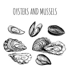 Oysters and mussels. Marine edible shellfish. Delicacies from the sea. Sketch in vintage style for sea food restaurant menu design.