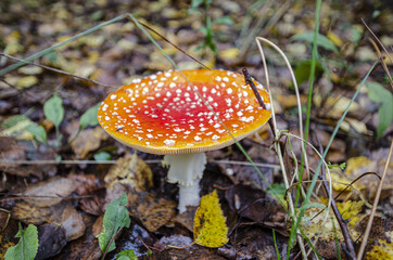 
toadstool growing in forest litter in the forest