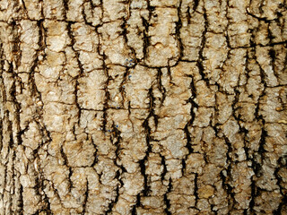 Tree Bark Wooden Natural Texture