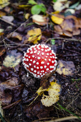 
toadstool growing in forest litter in the forest