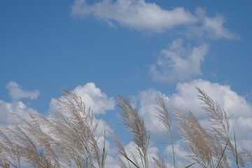 grass flowers with cloud and blue sky background