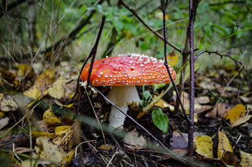 
toadstool growing in forest litter in the forest