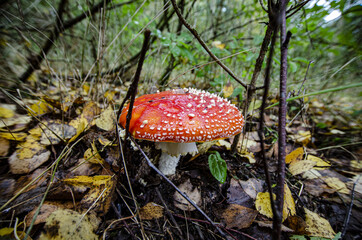 
toadstool growing in forest litter in the forest