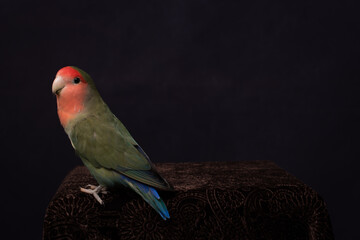 Portrait of colorful red and green lovebird (Apagornis) 