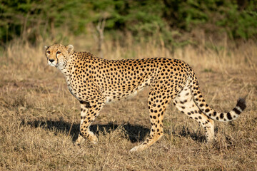 Adult cheetah walking in dry grass in Masai Mara in Kenya