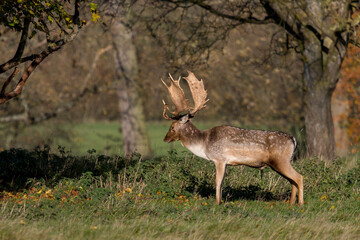 The Fallow Deer of Charlecote Park