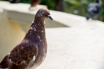 One brown dove standing in the park outdoor