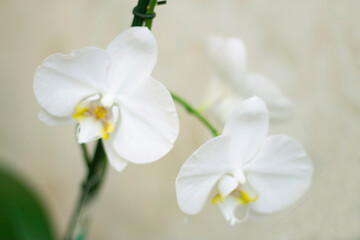 Naklejka na ściany i meble Blooming orhid flowers Phalaenopsis white colors blossoming