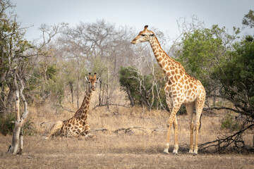 Obraz premium Two female giraffe in Kruger Park in South Africa