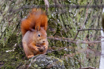 Eichhörnchen (Sciurus vulgaris) © Rolf Müller