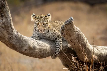Selbstklebende Fototapeten Baby leopard lying on a dead tree branch in Kruger Park in South Africa © stuporter