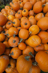 
a pile of old pumpkins