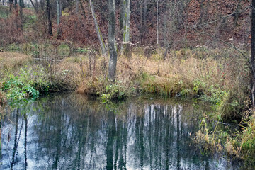 Pond in the old park. Reflection in the water mirror. Fall. Cloudy November