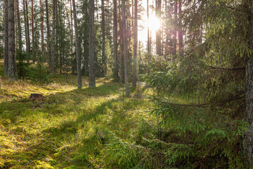 Fototapeta premium Woodland scene on a sunny day in late autumn after rain, with rain drops in branches of spruce tree in Latvia