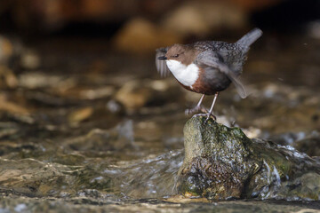Wasseramsel (Cinclus cinclus)