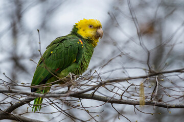 Gelbkopfamazone (Amazona oratrix)