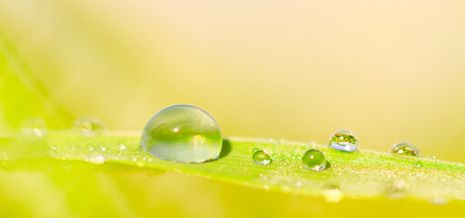 Tautropfen auf einer Wiese als Zeichen für Nachhaltigkeit und Wachstum in der Natur.