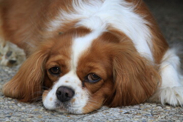 Portrait of King Charles Spaniel
