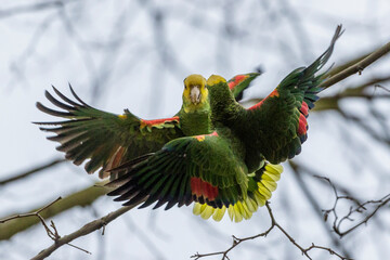 Gelbkopfamazone (Amazona oratrix)