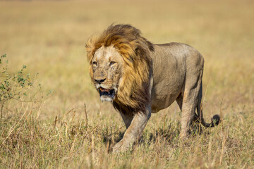 Male lion with a large mane walking in Savuti Reserve in Botswana
