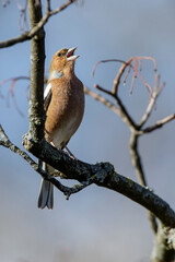 Buchfink (Fringilla coelebs) Männchen