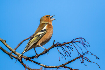 Buchfink (Fringilla coelebs) Männchen