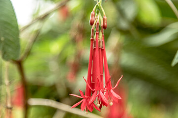 A cluster of red Fuchsia flowers called Ladies Eardrop in the tropical garden above the city of...