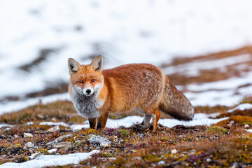Fox at the Großglockner-Hochalpenstraße on a sunny day in fall