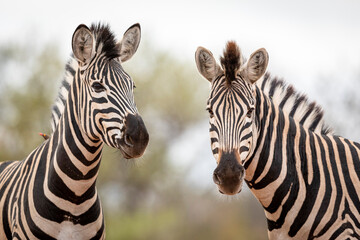 Two zebras standing in Kruger Park in South Africa