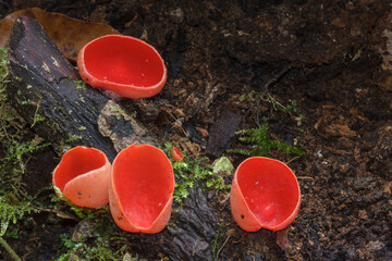 Scharlachroter Kelchbecherling (Sarcoscypha coccinea)