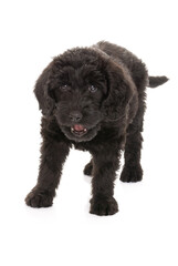 Smiling young black labradoodle puppy isolated on white
