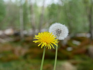 Löwenzahn Pusteblume Natur Wald Blüte