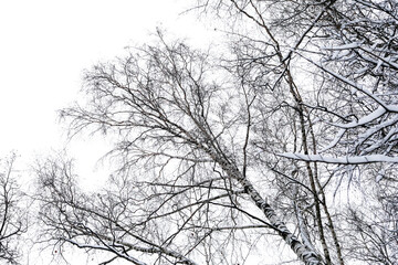 Fototapeta na wymiar Black branches of trees in the white sky with snow in winter