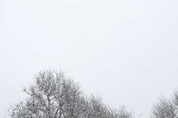 Black branches of a tree on the grey sky with snow.