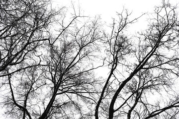 Black branches of trees in the white sky with snow in winter