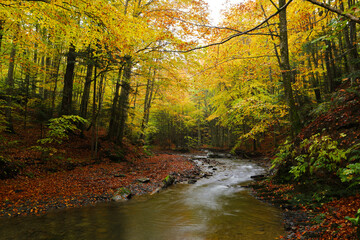 Obraz premium Waterfall in the autumn beech forest.