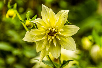 A Dahlia flower in bloom in the tropical garden above the city of Funchal Madeira with background defocused