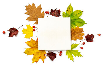 Naklejka na ściany i meble Autumn leaves fall. Dried green leaves, yellow leafs and red berries in shape frame isolated on white background with blank space for text. Creative Top view flat lay autumn composition.