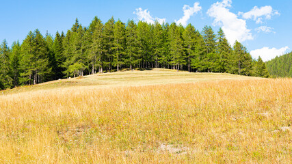 Highest mountain peaks in Italy, with snow, glaciers and blue sky. A yellow blooming meadow in the foreground