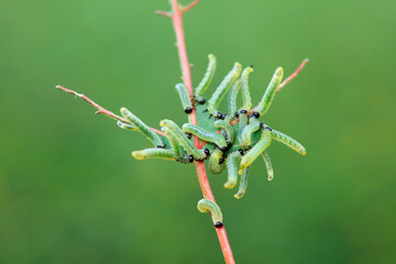 Sawfly larvae nibble on green leaves, North China