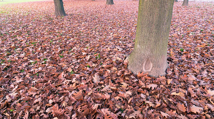 Many orange colored leaves laying on the ground of a forest