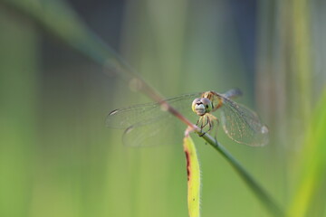 Close up green dragonfly on grass branch