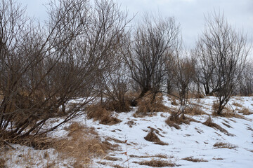 Trees near the river