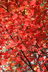 Red Maple