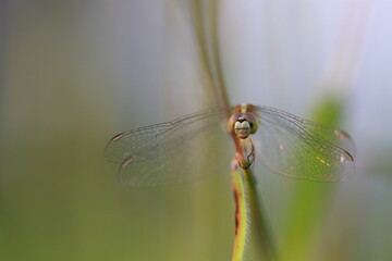 Close up green dragonfly on grass branch