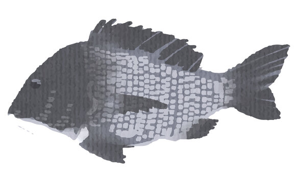 クロダイ　black porgy